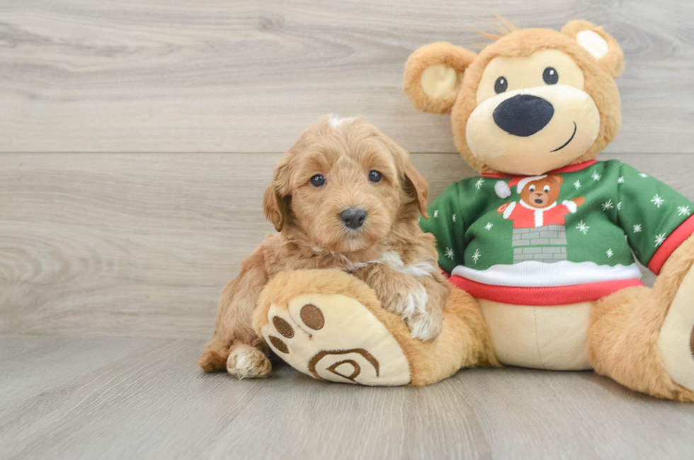 6 week old Mini Goldendoodle Puppy For Sale - Florida Fur Babies