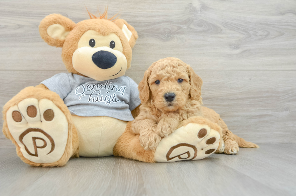 5 week old Mini Goldendoodle Puppy For Sale - Florida Fur Babies