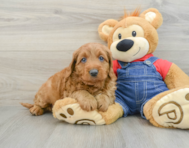 6 week old Mini Goldendoodle Puppy For Sale - Florida Fur Babies