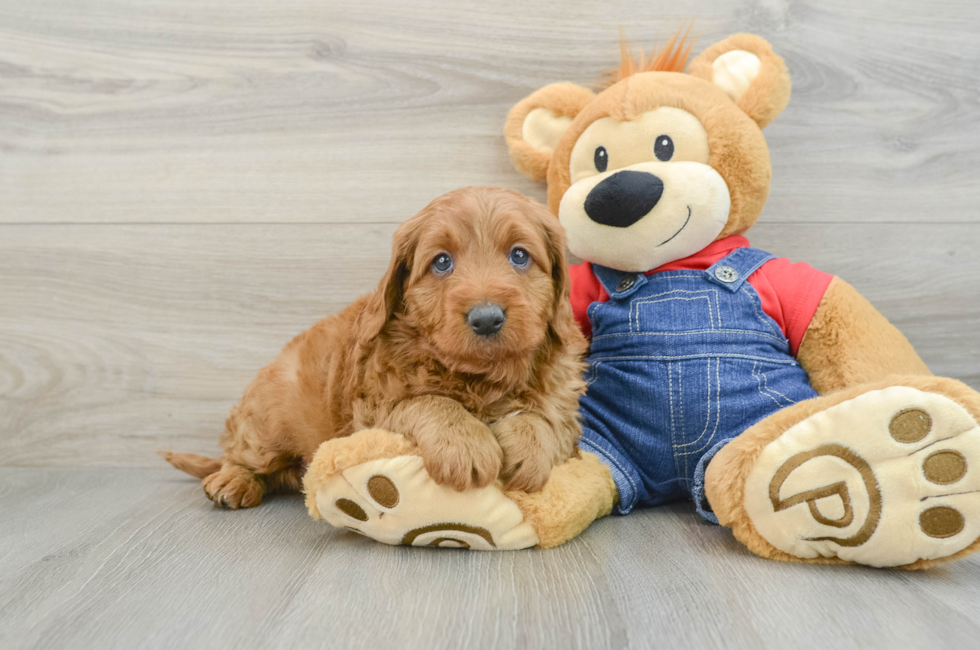 5 week old Mini Goldendoodle Puppy For Sale - Florida Fur Babies