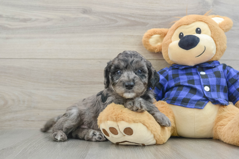 Meet George - our Mini Goldendoodle Puppy Photo 1/3 - Florida Fur Babies