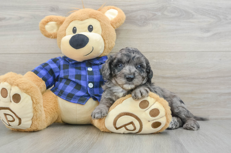 Meet George - our Mini Goldendoodle Puppy Photo 3/3 - Florida Fur Babies