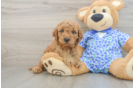 Mini Goldendoodle Pup Being Cute