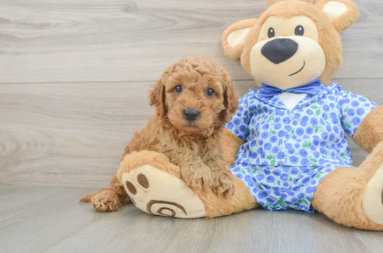 Mini Goldendoodle Pup Being Cute