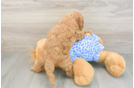 Hypoallergenic Mini Goldiepoo Poodle Mix Puppy