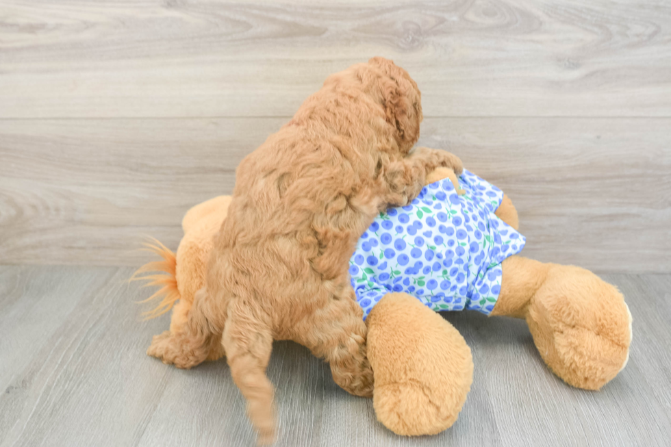 Hypoallergenic Mini Goldiepoo Poodle Mix Puppy