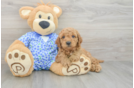 Friendly Mini Goldendoodle Baby