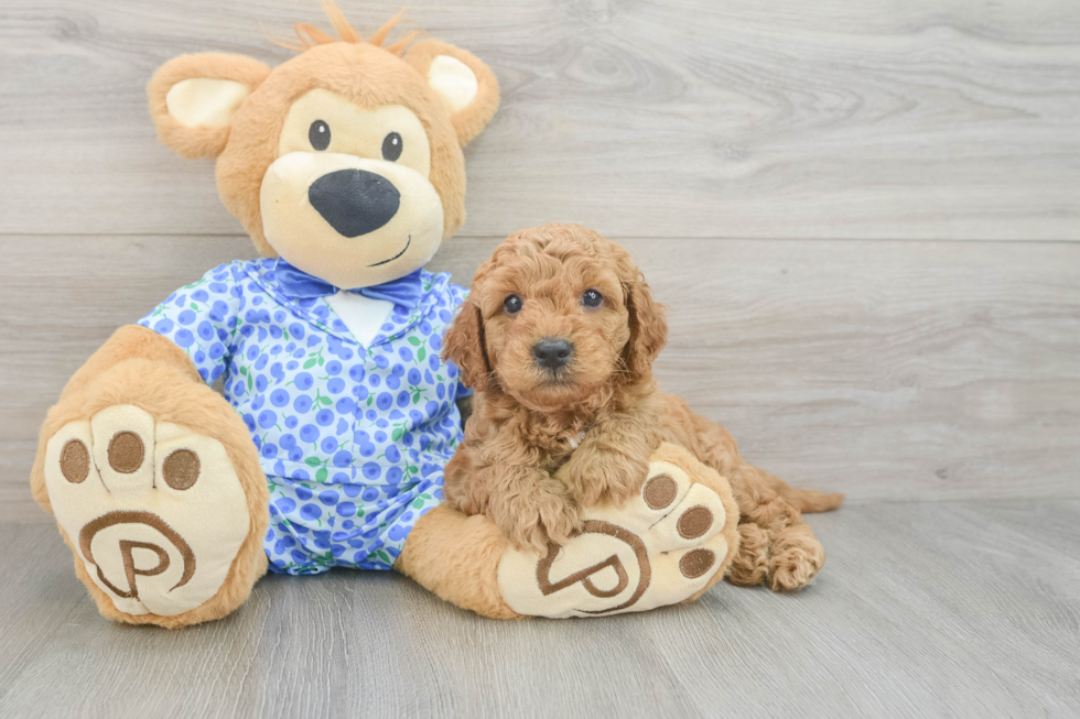 Friendly Mini Goldendoodle Baby