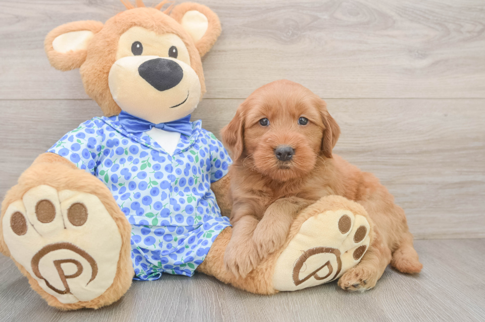 6 week old Mini Goldendoodle Puppy For Sale - Florida Fur Babies