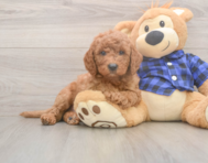 5 week old Mini Goldendoodle Puppy For Sale - Florida Fur Babies