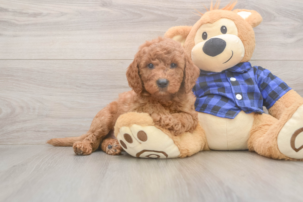 Mini Goldendoodle Puppy for Adoption