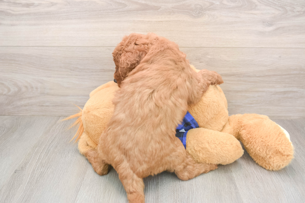 Mini Goldendoodle Puppy for Adoption