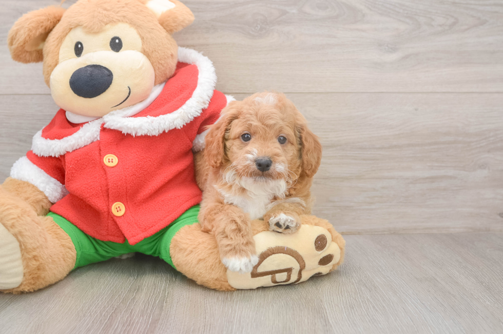 5 week old Mini Goldendoodle Puppy For Sale - Florida Fur Babies
