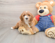 7 week old Mini Goldendoodle Puppy For Sale - Florida Fur Babies