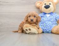6 week old Mini Goldendoodle Puppy For Sale - Florida Fur Babies