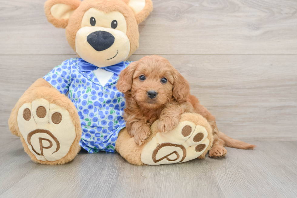 Mini Goldendoodle Pup Being Cute