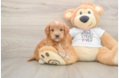 Best Mini Goldendoodle Baby