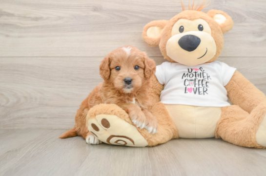 Best Mini Goldendoodle Baby