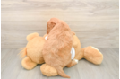 Energetic Golden Doodle Poodle Mix Puppy
