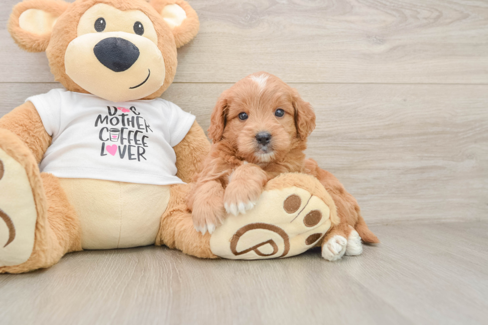 Mini Goldendoodle Pup Being Cute