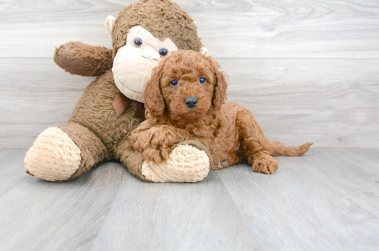 Cute Mini Goldendoodle Baby
