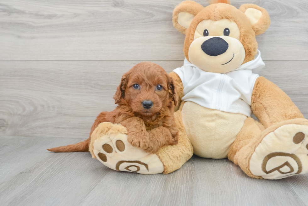 Funny Mini Goldendoodle Poodle Mix Pup