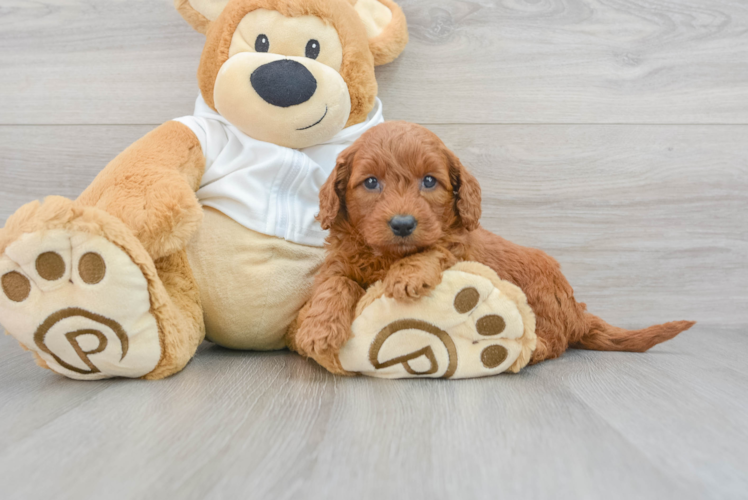 Small Mini Goldendoodle Baby