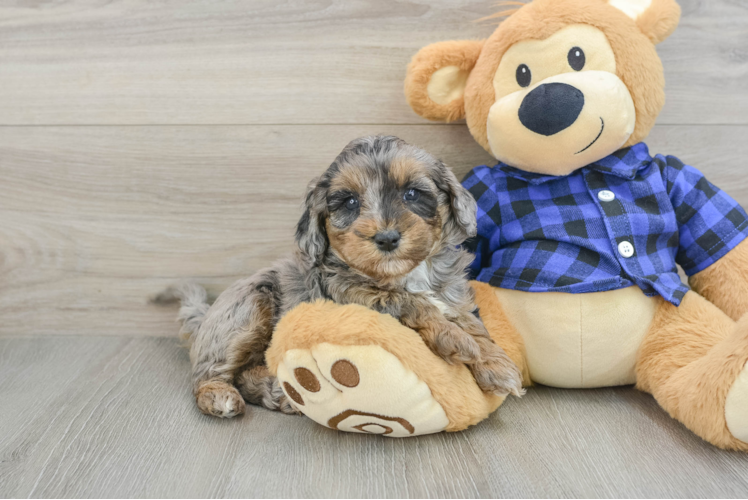 Mini Goldendoodle Puppy for Adoption