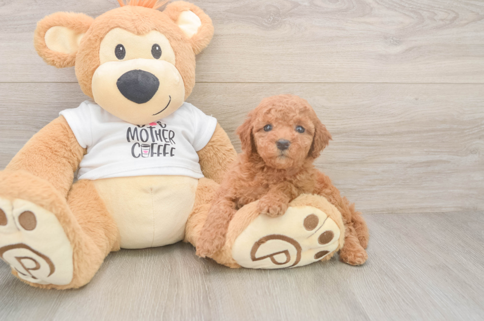 5 week old Mini Goldendoodle Puppy For Sale - Florida Fur Babies