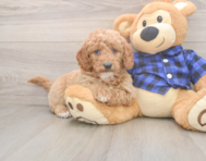6 week old Mini Goldendoodle Puppy For Sale - Florida Fur Babies