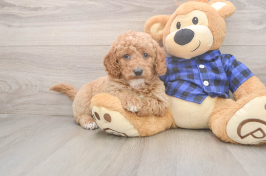 Best Mini Goldendoodle Baby