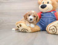 8 week old Mini Goldendoodle Puppy For Sale - Florida Fur Babies