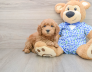 6 week old Mini Goldendoodle Puppy For Sale - Florida Fur Babies