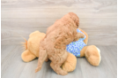 Hypoallergenic Mini Goldiepoo Poodle Mix Puppy