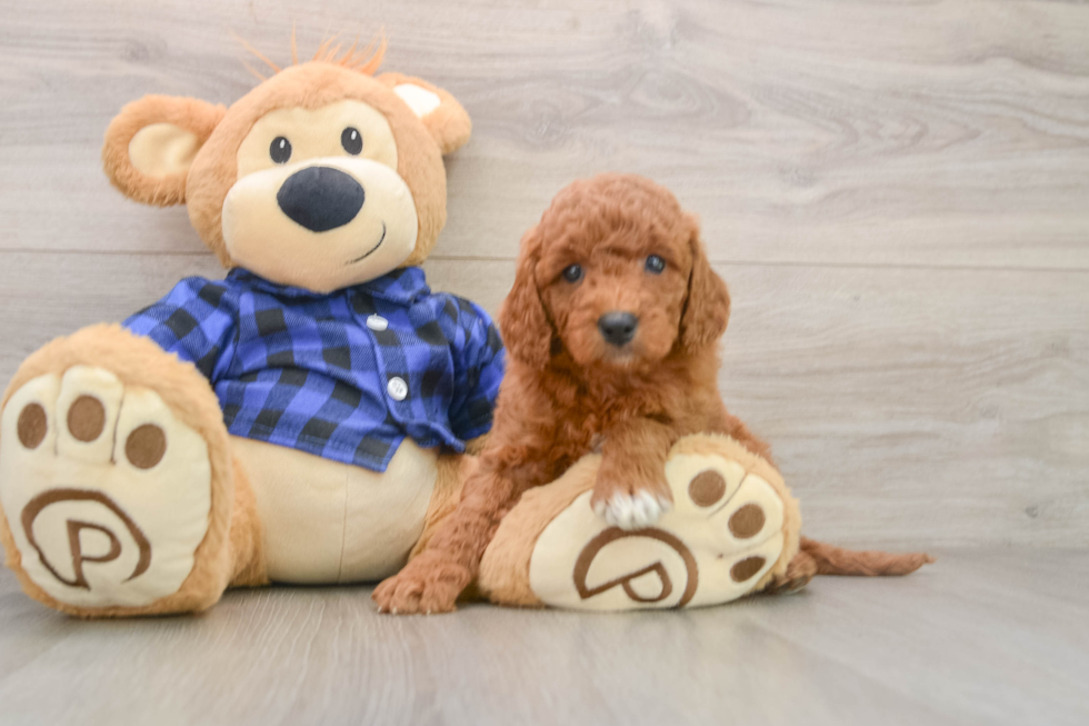 Best Mini Goldendoodle Baby