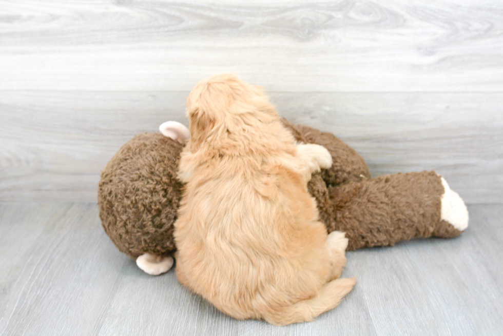 Cute Golden Retriever Poodle Mix Puppy