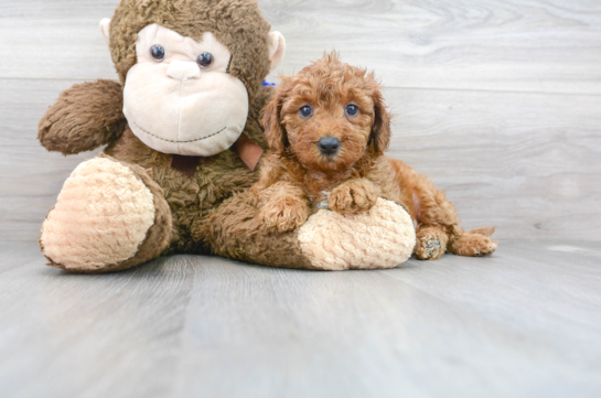 28 week old Mini Goldendoodle Puppy For Sale - Florida Fur Babies