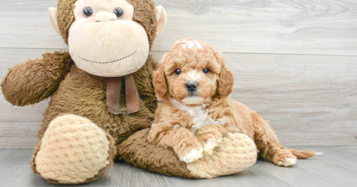 Best Toys for Goldendoodles: A Doodle Dog Mom's Top 6 Picks🐾 -  Happy-Go-Doodle®