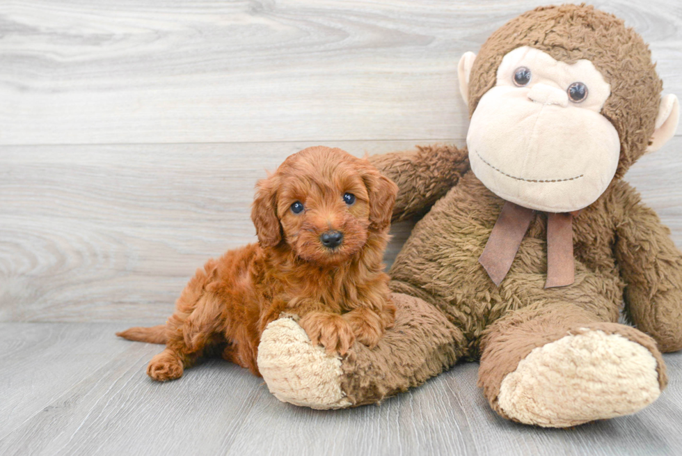 Fluffy Mini Goldendoodle Poodle Mix Pup