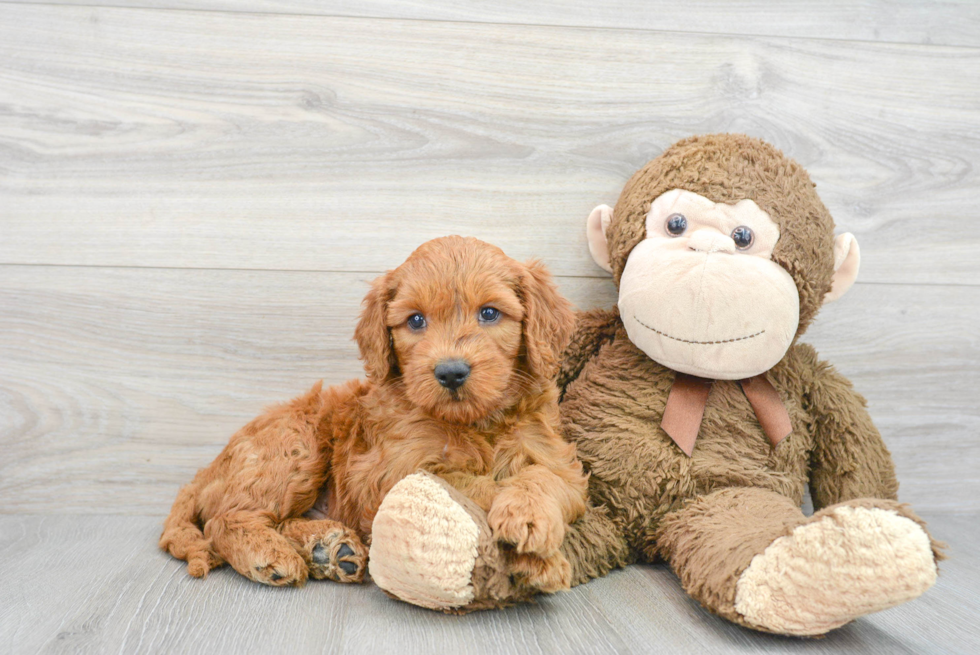 Mini Goldendoodle Pup Being Cute