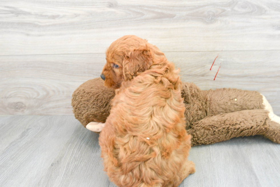 Best Mini Goldendoodle Baby