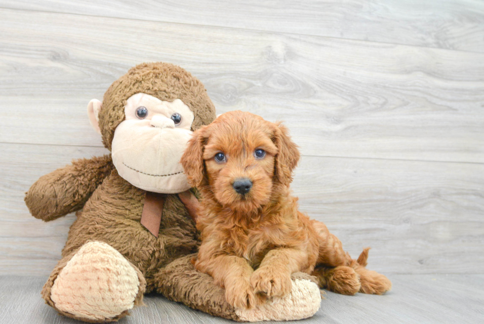 Energetic Golden Retriever Poodle Mix Puppy