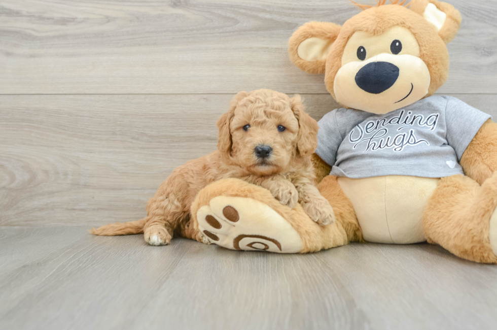 5 week old Mini Goldendoodle Puppy For Sale - Florida Fur Babies