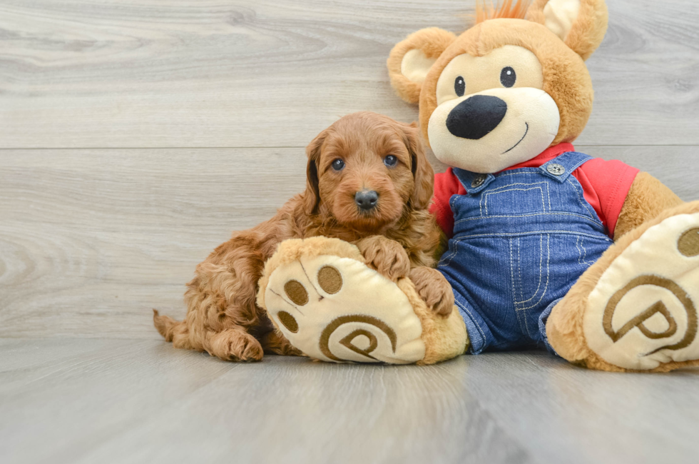 5 week old Mini Goldendoodle Puppy For Sale - Florida Fur Babies