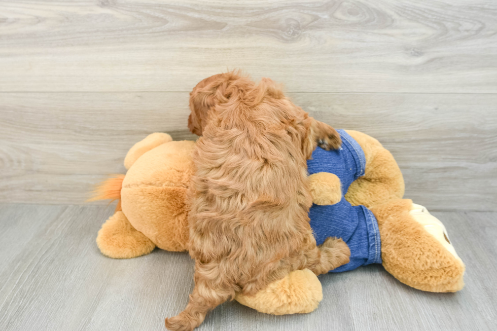 Petite Mini Goldendoodle Poodle Mix Pup