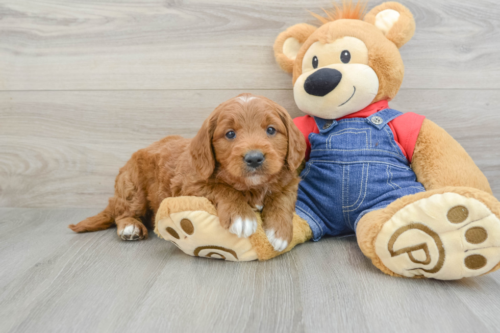 Mini Goldendoodle Pup Being Cute