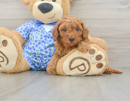 8 week old Mini Goldendoodle Puppy For Sale - Florida Fur Babies
