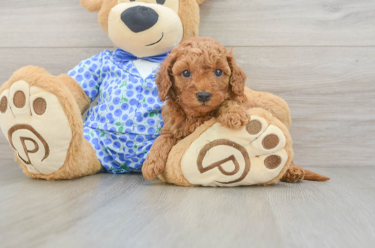 Best Mini Goldendoodle Baby