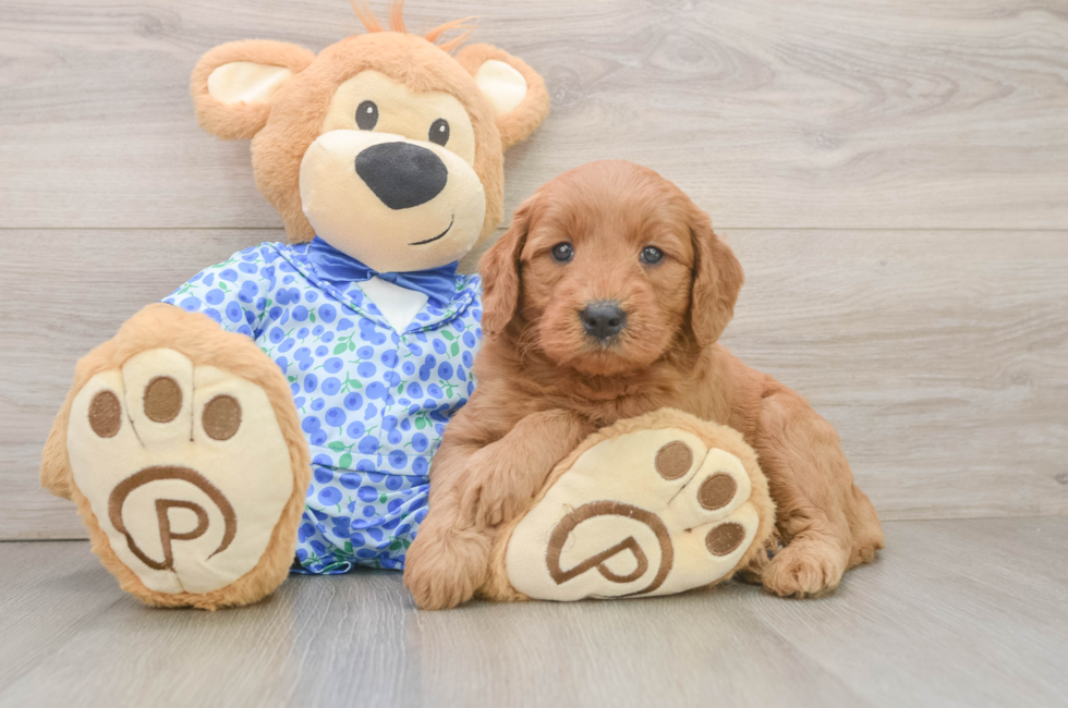 6 week old Mini Goldendoodle Puppy For Sale - Florida Fur Babies