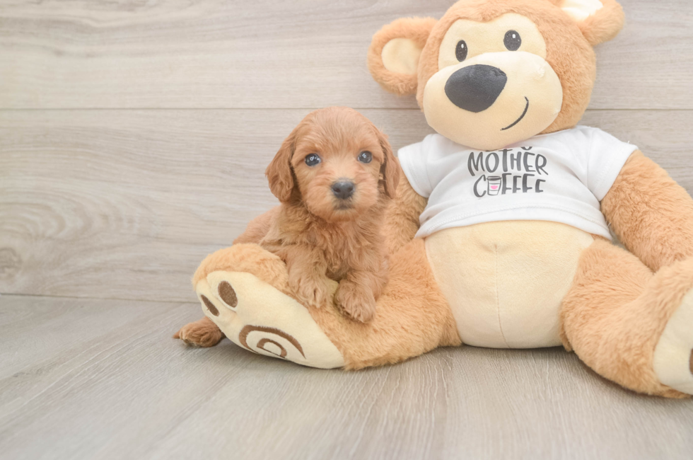 5 week old Mini Goldendoodle Puppy For Sale - Florida Fur Babies